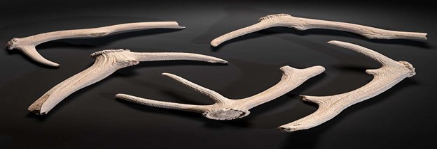 Antler picks that were found during the excavation of Woodhenge